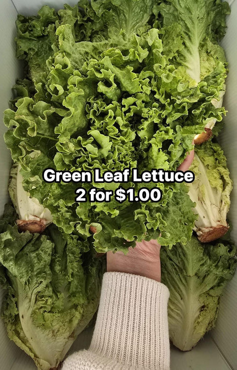 Green Leaf Lettuce 24s (Second Chance) (Caselot)