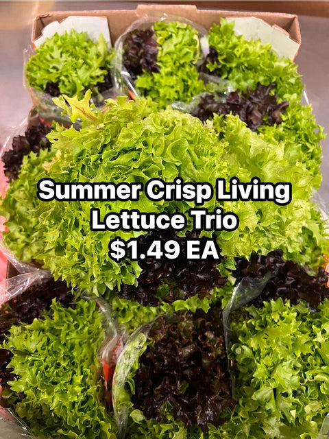 Summer Crisp Living Lettuce Trio (PROMO)