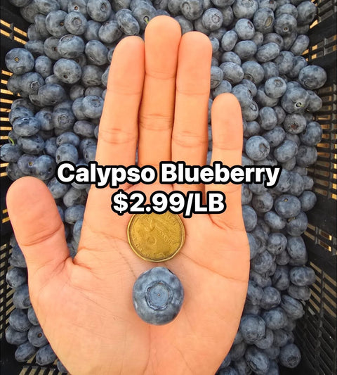 Blueberry Calypso BC (LB) (Promo)
