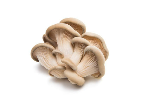 Mushroom Oyster (LB) (No.1 Grade) - Producecart