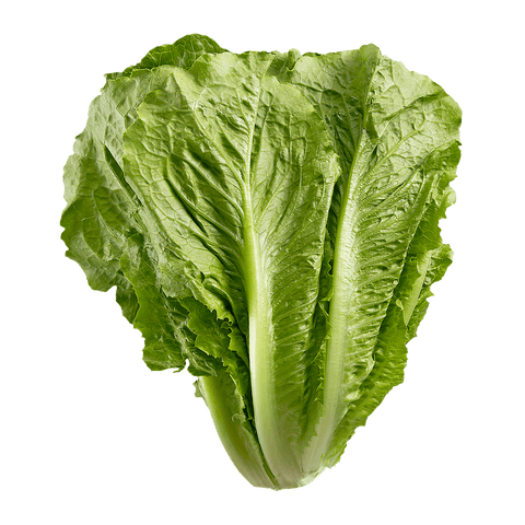 Lettuce Romaine (EA) (No.1 Grade) - Producecart