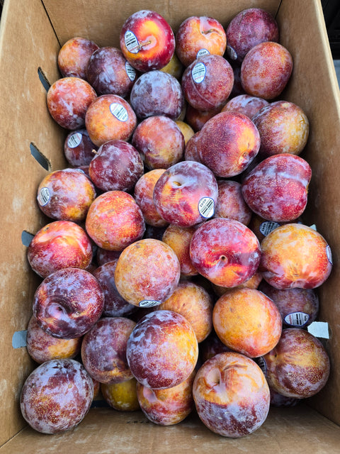 Plumcot