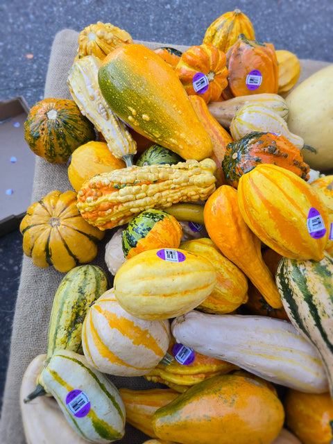 Ornamental Gourds