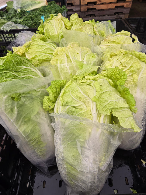 Napa Cabbage