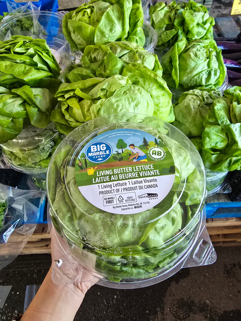 Living Butter Lettuce (Promo)