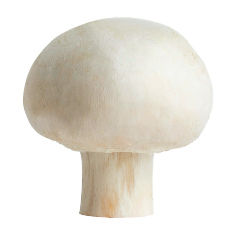 Mushroom White 5LB Full Case (Premium Quality) - Producecart