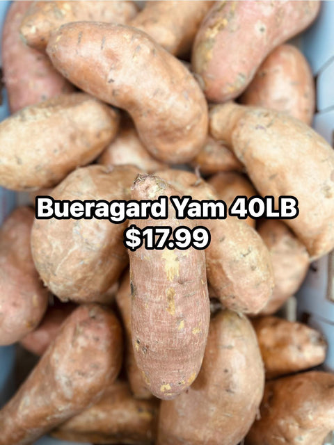 Jumbo Bueragard Sweet Potato 40LB