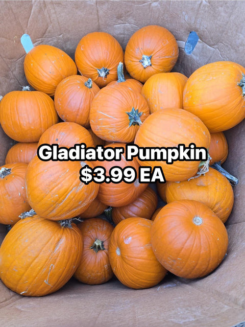 Gladiator  Pumpkin