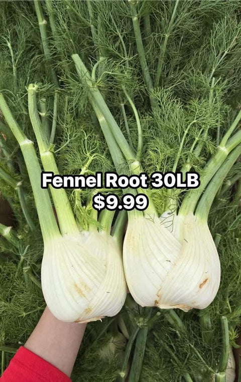 Fennel Root 30LB (CaseLot) - Producecart