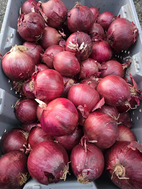 Onion Red 25LB  (Promo)