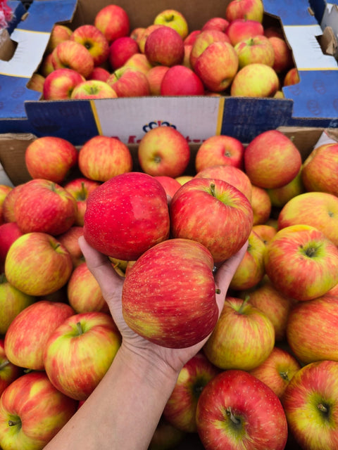 Apple HoneyCrisp (LB)