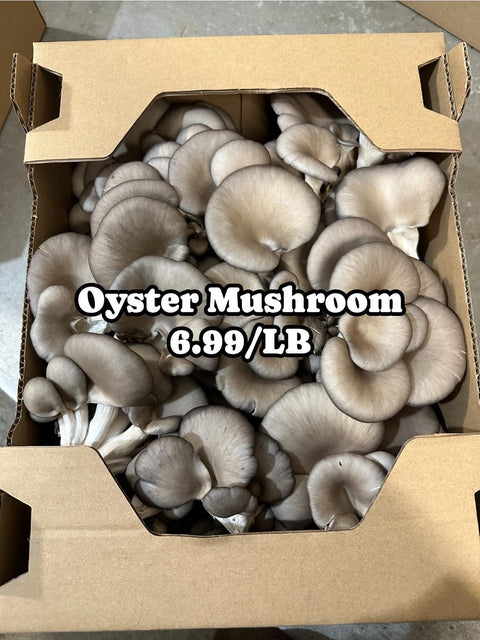 Mushroom Oyster