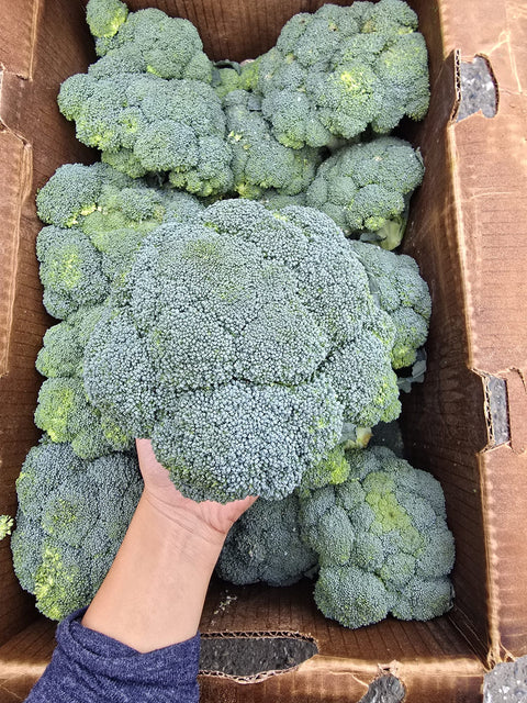 Broccoli 20LB (PROMO)