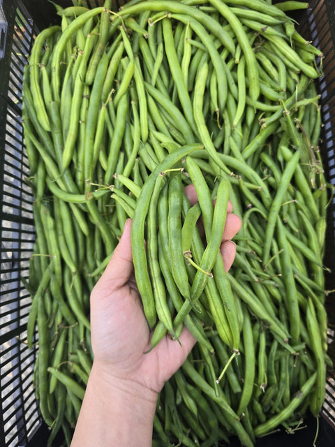 Green Beans imperfect  30LB (CaseLot)