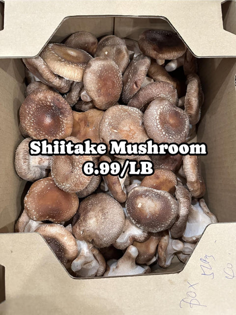 Mushroom Shiitake