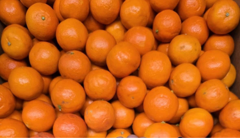 Murcott Mandarine (LB)