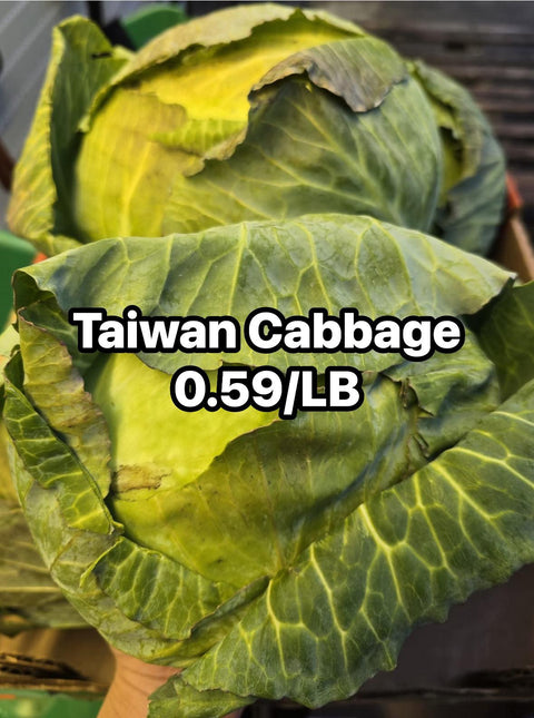 Taiwan Cabbage (LB) (Second chance)