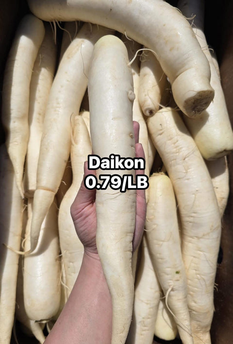 Daikon Radish (PROMO) (LB)