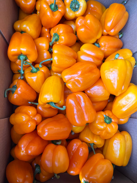 Orange Pepper Case 25LB