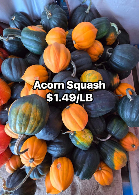 Acorn Squash (PROMO)