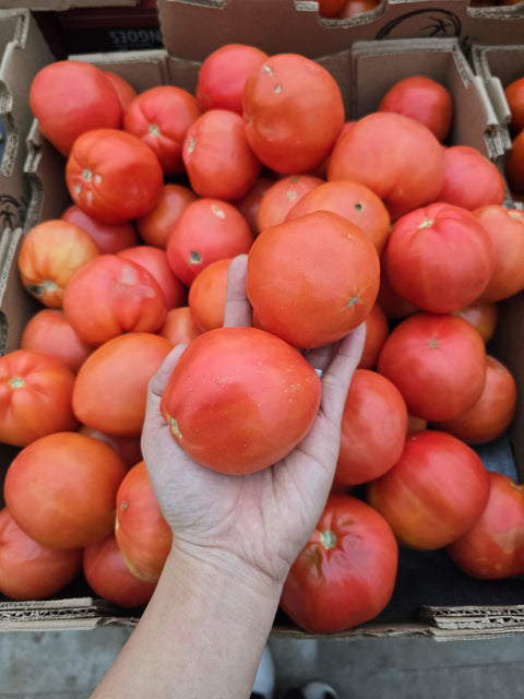 Tomato Field (Clearance)