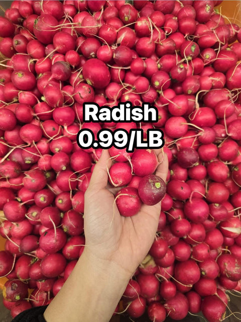 Red Radish (LB) (Promo)