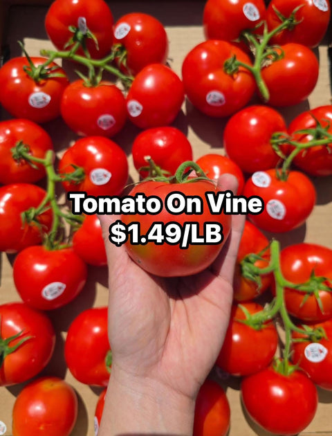 Ripe Tomato on Vine (LB) (Second Chance)