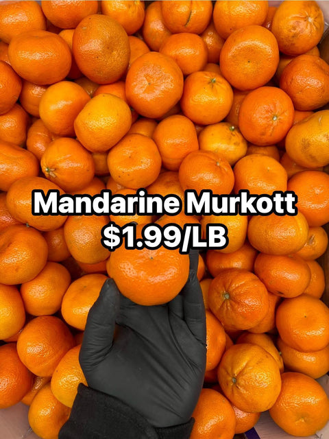 Manderine Murkott (Promo)