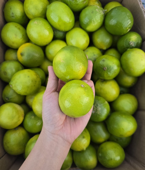 Lime Case 40LB (PROMO)