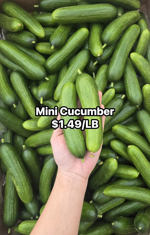 Mini Cucumber (Promo) (LB)