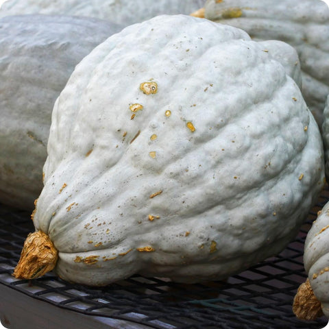 Hubbarb Squash LOCAL (LB) - Producecart