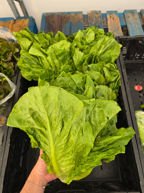 Romaine Lettuce Green