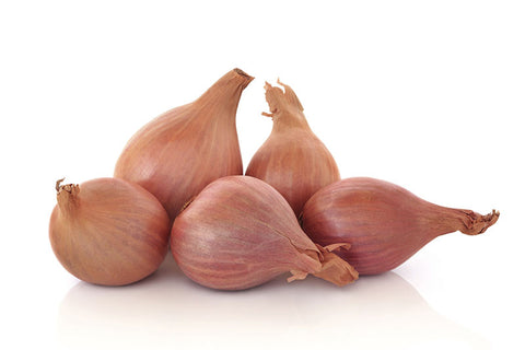 Shallot