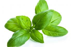 Fresh Basil-1 Ounce (Pack)