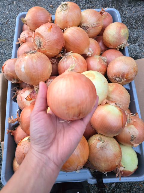 Onion Yellow Jumbo 50LB  (Promo)