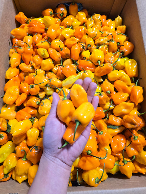 Orange/Yellow Habanero (LB)